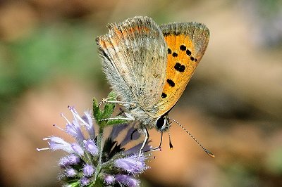 Lycaena phlaeas phlaeoides