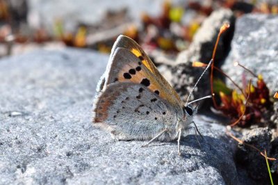 Lycaena phlaeas polaris