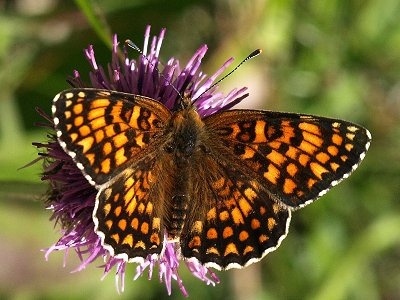 Melitaea phoebe