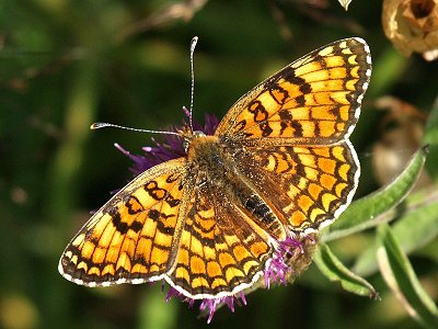 Melitaea phoebe
