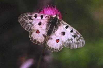 Parnassius phoebus