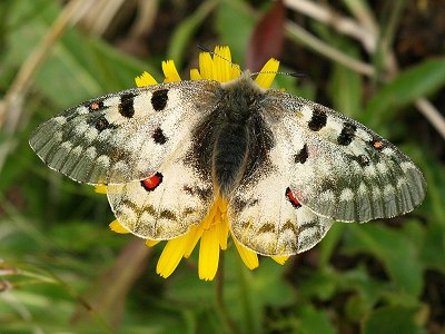Parnassius phoebus sacerdos