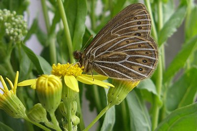 Coenonympha phryne