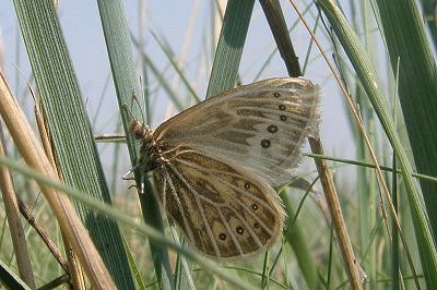Coenonympha phryne