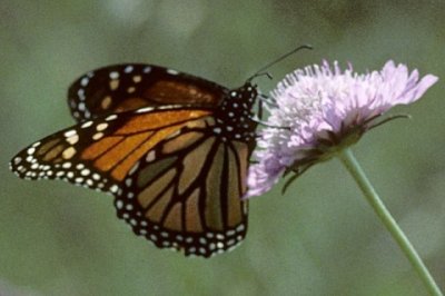 Danaus plexippus