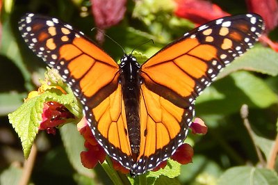 Danaus plexippus