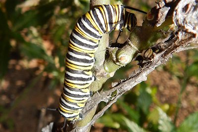 Danaus plexippus