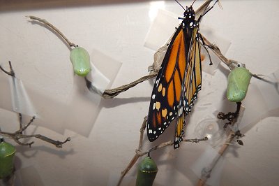 Danaus plexippus