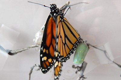 Danaus plexippus