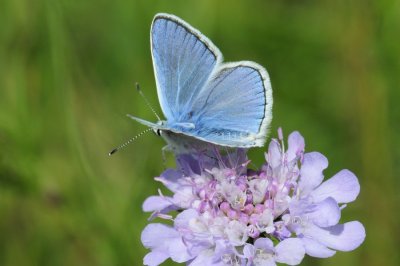 Polyommatus damone pljushtchi