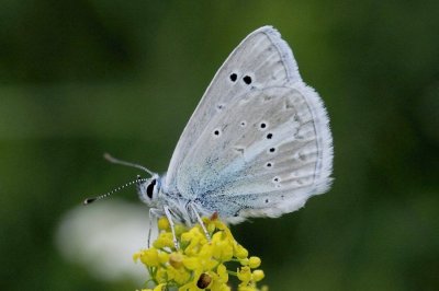 Polyommatus damone pljushtchi
