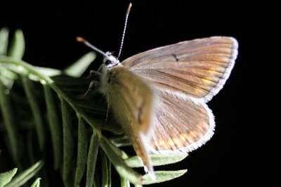 Polyommatus damone pljushtchi