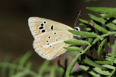 Polyommatus damone pljushtchi