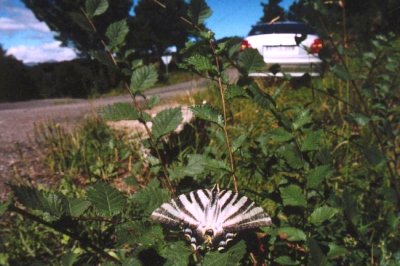 Iphiclides podalirius
