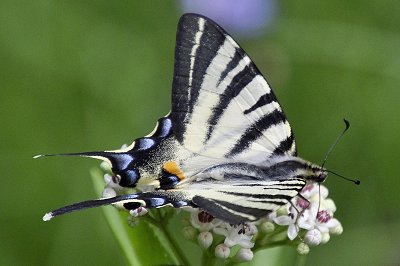 Iphiclides podalirius