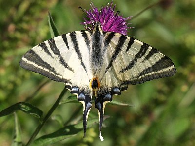Iphiclides podalirius