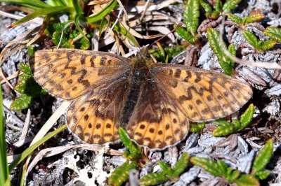 Boloria polaris