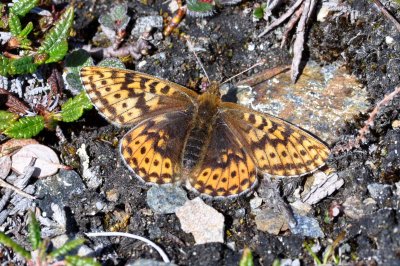 Boloria polaris