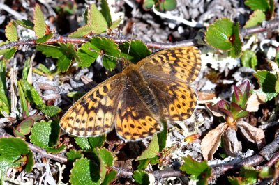 Boloria polaris