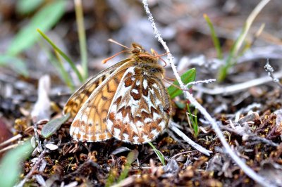 Boloria polaris