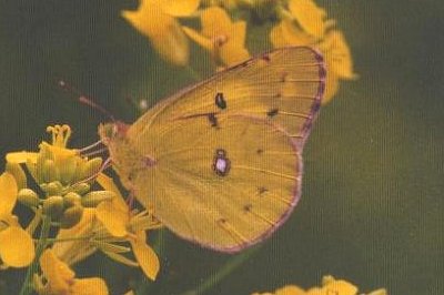 Colias polyographus