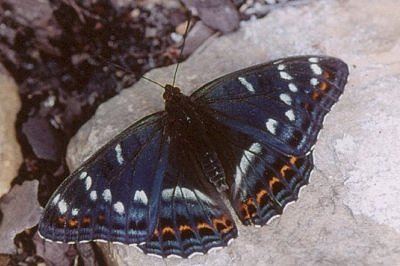 Limenitis populi