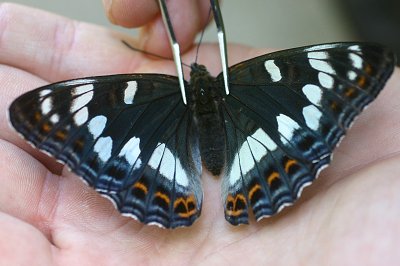 Limenitis populi