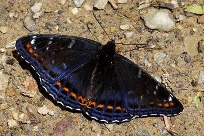 Limenitis populi f. tremulae