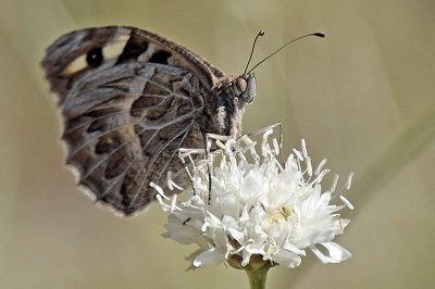 Chazara prieuri