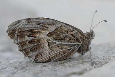 Chazara prieuri