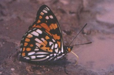Sephisa princeps