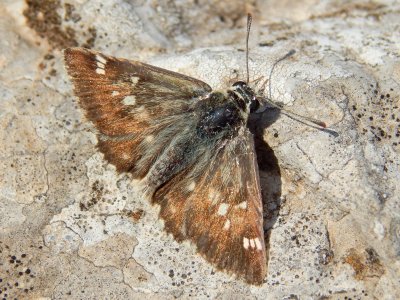 Muschampia proteides