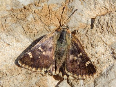 Muschampia proteides