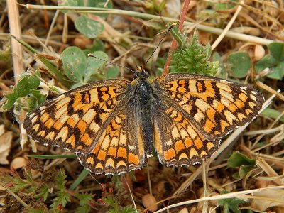 Melitaea pseudornata