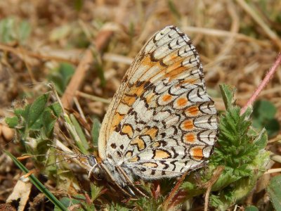 Melitaea pseudornata