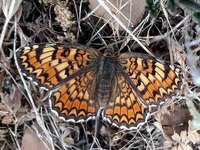 Melitaea pseudornata
