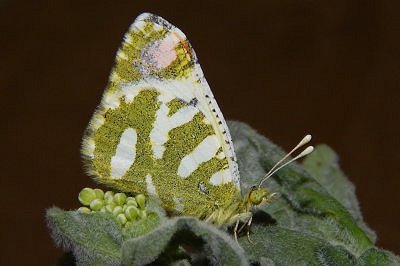 Zegris pyrothoe