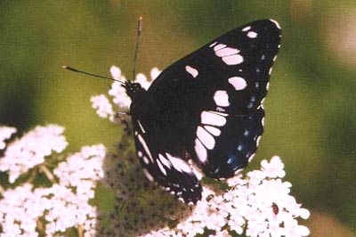 Limenitis reducta