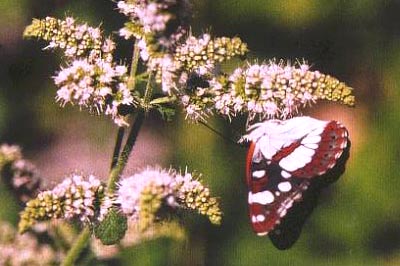 Limenitis reducta