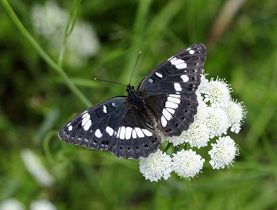 Limenitis reducta
