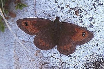 Erebia rhodopensis