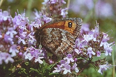 Erebia rhodopensis