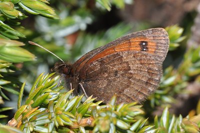 Erebia rhodopensis