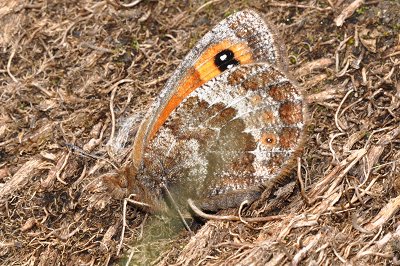 Erebia rhodopensis