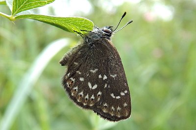 Neolycaena rhymnus