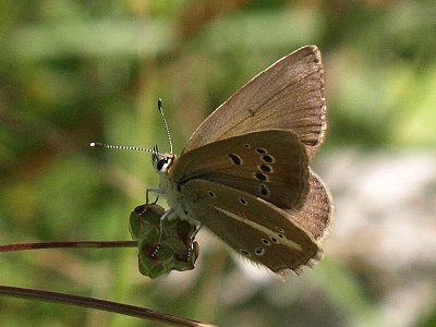 Polyommatus ripartii exuberans