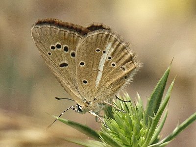Polyommatus ripartii exuberans