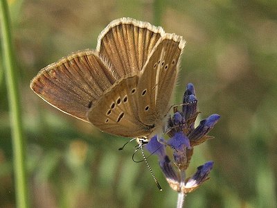 Polyommatus ripartii exuberans