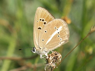 Polyommatus ripartii exuberans