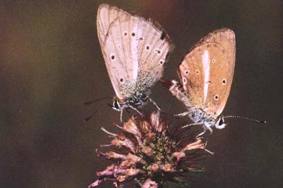 Polyommatus ripartii